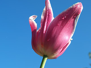 Image showing Wet tulip