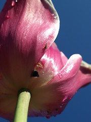 Image showing Tulip from below
