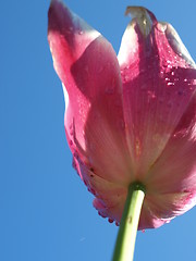 Image showing Purple tulip seen from below