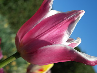 Image showing A purple tulip 