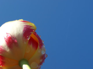 Image showing A purple and tulip