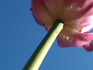 Image showing Purple tulip