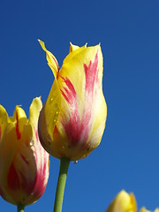 Image showing Tulips in the field