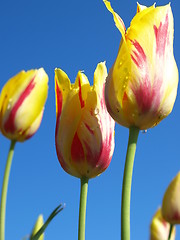 Image showing Tulips in the field