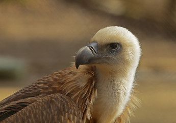 Image showing Eagle portrait