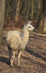 Image showing Llama (Lama glama)