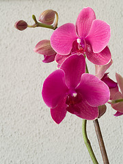 Image showing Orchid - Phalaenopsis