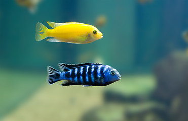 Image showing exotic fish 