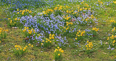 Image showing Spring field