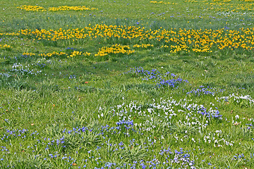 Image showing Spring field