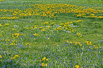 Image showing Spring field