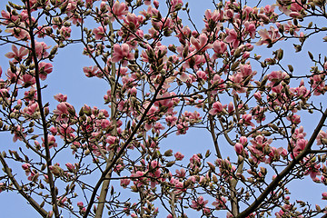 Image showing Magnolia