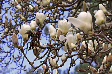 Image showing Magnolia