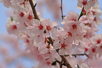 Image showing cherry blossom