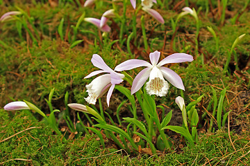 Image showing Japan orchid (Pleione formosana)