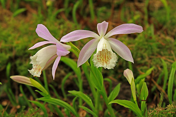 Image showing Japan orchid (Pleione formosana)