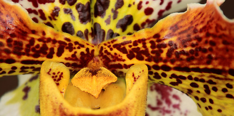 Image showing Paphiopedilum Orchid