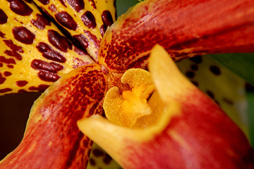 Image showing Paphiopedilum Orchid