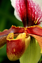 Image showing Paphiopedilum Orchid