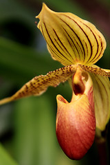 Image showing Paphiopedilum Orchid