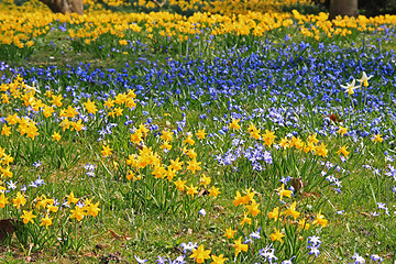 Image showing Spring field