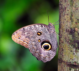 Image showing Owl Butterfly