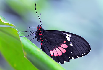 Image showing Common Mormon