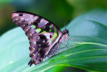 Image showing Common bluebottle