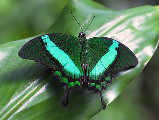 Image showing Emerald Swallowtail