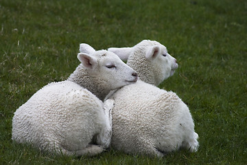 Image showing Sheep