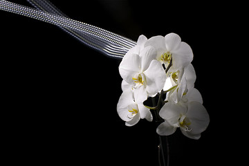 Image showing orchid