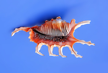 Image showing Sea shell