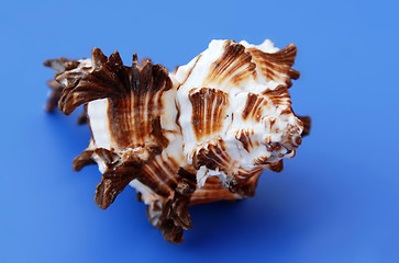 Image showing Sea shell