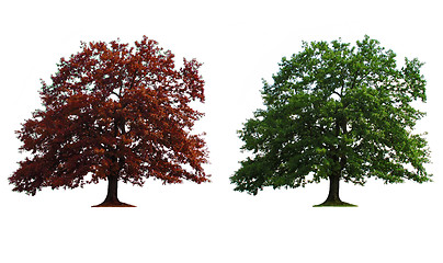 Image showing two trees in line