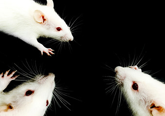 Image showing White Rat Trio