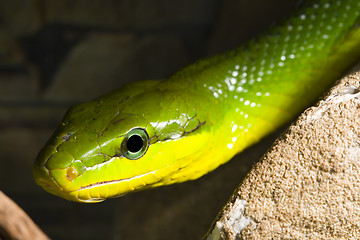 Image showing Red Tailed Racer