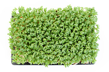 Image showing watercress