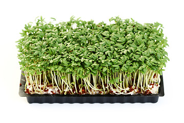 Image showing watercress