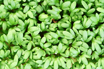 Image showing watercress