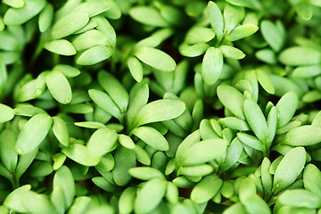 Image showing watercress