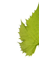 Image showing Grape leaf