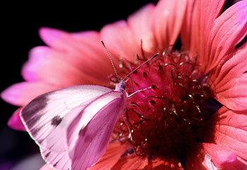 Image showing Red flower with a butterfly