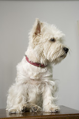 Image showing white terrier