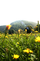 Image showing Flowers landscape