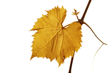 Image showing Grape leaf