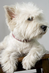 Image showing white terrier