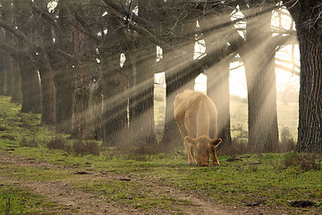 Image showing cow eating grass