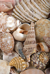 Image showing seashells background