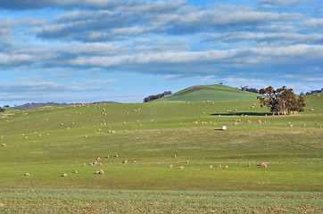 Image showing sheep in the field