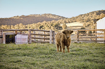 Image showing highland cow on the farm